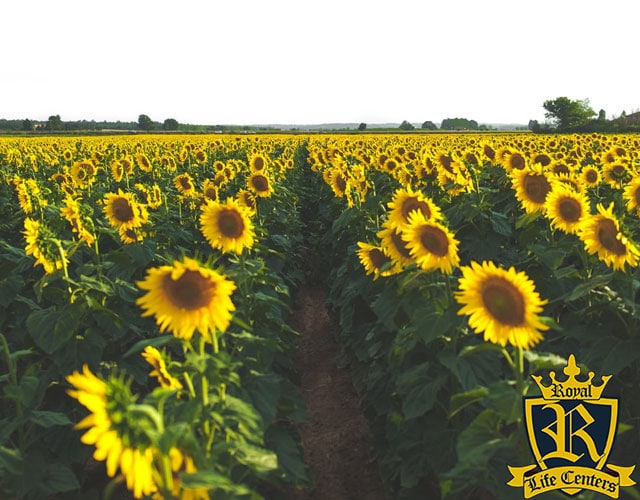 outside problems don't disappear after rehab - recovery - the recovery process - learning a new way - addiction treatment - keep your face to the sun